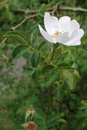 Rosa micrantha \ Kleinbl&uuml;tige Rose / Small-Flowered Sweet Briar, D Botan. Gar.  Universit.  T&uuml;bingen 17.6.2017