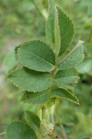 Rosa micrantha \ Kleinbl&uuml;tige Rose / Small-Flowered Sweet Briar, D Botan. Gar.  Universit.  T&uuml;bingen 17.6.2017