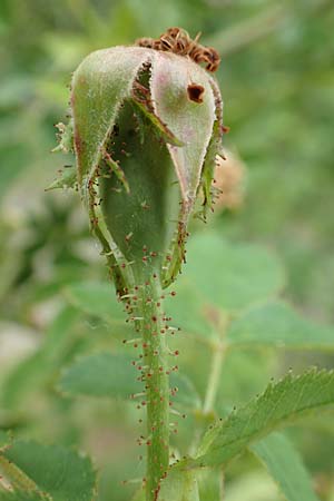 Rosa micrantha \ Kleinbl&uuml;tige Rose / Small-Flowered Sweet Briar, D Botan. Gar.  Universit.  T&uuml;bingen 17.6.2017