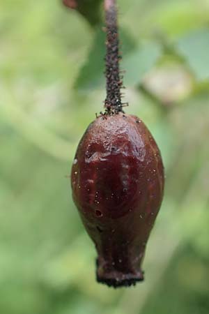 Rosa micrantha \ Kleinbl&uuml;tige Rose / Small-Flowered Sweet Briar, D Botan. Gar.  Universit.  T&uuml;bingen 17.6.2017