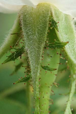 Rosa micrantha \ Kleinbl&uuml;tige Rose / Small-Flowered Sweet Briar, D Botan. Gar.  Universit.  T&uuml;bingen 17.6.2017