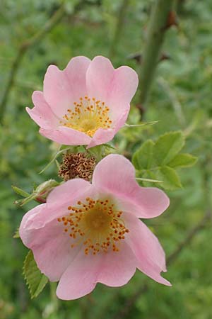 Rosa micrantha \ Kleinbl&uuml;tige Rose / Small-Flowered Sweet Briar, D Botan. Gar.  Universit.  T&uuml;bingen 17.6.2017