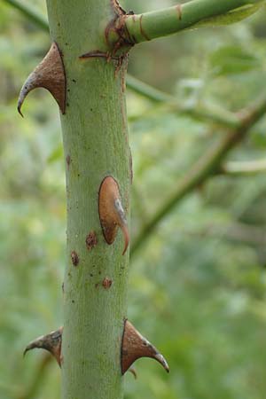 Rosa micrantha \ Kleinbl&uuml;tige Rose / Small-Flowered Sweet Briar, D Botan. Gar.  Universit.  T&uuml;bingen 17.6.2017