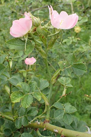 Rosa micrantha \ Kleinbl&uuml;tige Rose / Small-Flowered Sweet Briar, D Botan. Gar.  Universit.  T&uuml;bingen 17.6.2017
