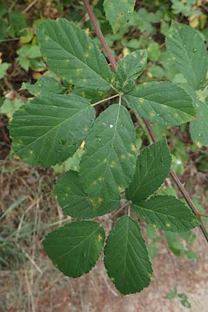 Rubus montanus \ Mittelgebirgs-Brombeere / Mountain Bramble, D Odenwald, M&ouml;rlenbach 5.7.2018
