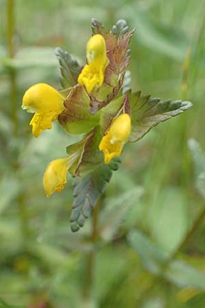 Rhinanthus minor \ Kleiner Klappertopf / Yellow-Rattle, D Raubach 1.6.2019