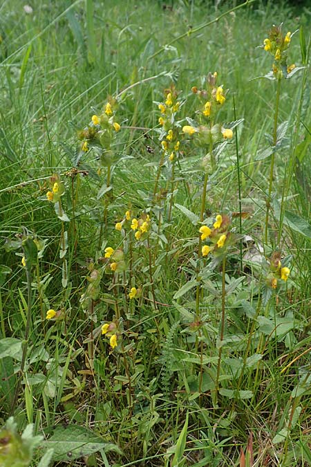 Rhinanthus minor \ Kleiner Klappertopf / Yellow-Rattle, D Raubach 1.6.2019