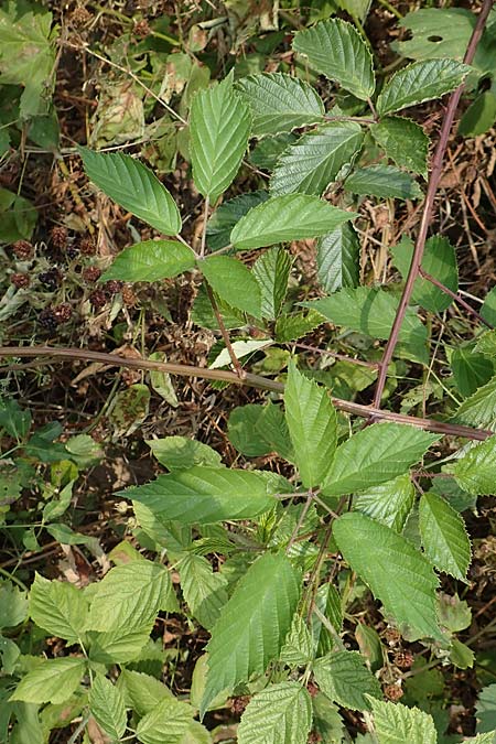 Rubus gratus \ Angenehme Brombeere / Pleasant Bramble, D Herne 27.7.2019