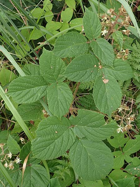 Rubus maassii \ Maa�ens Brombeere / Maass' Bramble, D Hann. M&uuml;nden 28.7.2019