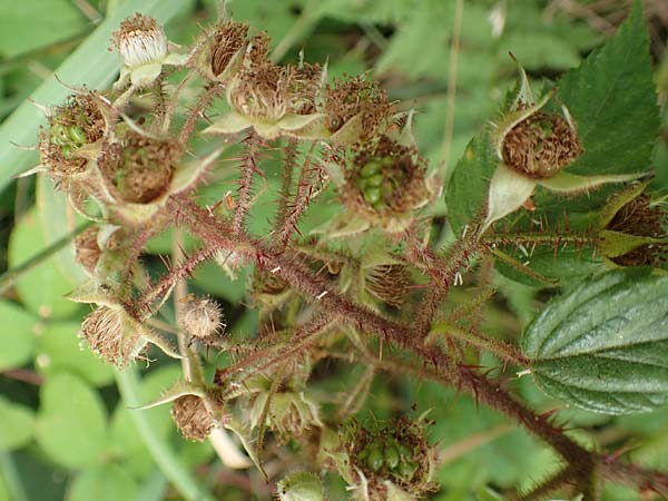 Rubus maassii \ Maa�ens Brombeere / Maass' Bramble, D Hann. M&uuml;nden 28.7.2019
