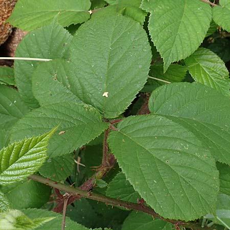Rubus maassii \ Maa�ens Brombeere / Maass' Bramble, D Hann. M&uuml;nden 28.7.2019