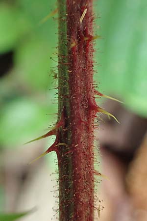 Rubus maassii \ Maa�ens Brombeere / Maass' Bramble, D Hann. M&uuml;nden 28.7.2019