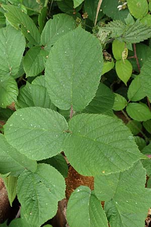 Rubus maassii \ Maa�ens Brombeere / Maass' Bramble, D Hann. M&uuml;nden 28.7.2019