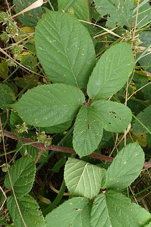 Rubus maassii \ Maa�ens Brombeere / Maass' Bramble, D Hann. M&uuml;nden 28.7.2019