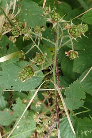 Rubus maassii \ Maa�ens Brombeere / Maass' Bramble, D Hann. M&uuml;nden 28.7.2019