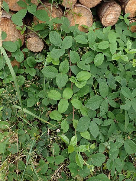 Rubus maassii \ Maa�ens Brombeere / Maass' Bramble, D Hann. M&uuml;nden 28.7.2019