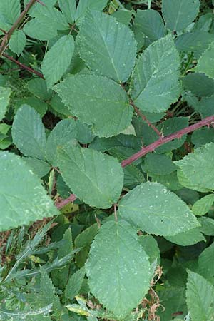 Rubus meierottii \ Meierotts Haselblatt-Brombeere / Meierott's Bramble, D Rabenau-Geilshausen 30.7.2019
