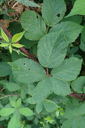 Rubus meierottii \ Meierotts Haselblatt-Brombeere / Meierott's Bramble, D Rabenau-Geilshausen 30.7.2019