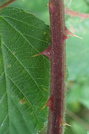 Rubus meierottii \ Meierotts Haselblatt-Brombeere / Meierott's Bramble, D Rabenau-Geilshausen 30.7.2019