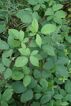 Rubus meierottii \ Meierotts Haselblatt-Brombeere / Meierott's Bramble, D Rabenau-Geilshausen 30.7.2019