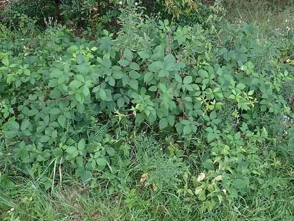 Rubus meierottii \ Meierotts Haselblatt-Brombeere / Meierott's Bramble, D Rabenau-Geilshausen 30.7.2019