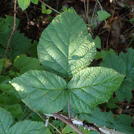 Rubus mougeotii \ Mougeots Haselblatt-Brombeere / Mougeot's Bramble, D Karlsruhe 18.8.2019