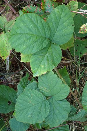 Rubus mougeotii \ Mougeots Haselblatt-Brombeere / Mougeot's Bramble, D Karlsruhe 18.8.2019