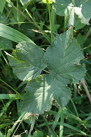 Rubus mougeotii \ Mougeots Haselblatt-Brombeere / Mougeot's Bramble, D Eggenstein-Leopoldshafen 18.8.2019
