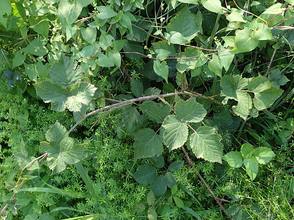 Rubus mougeotii \ Mougeots Haselblatt-Brombeere / Mougeot's Bramble, D Eggenstein-Leopoldshafen 18.8.2019