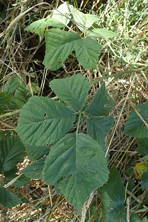 Rubus mollis \ Weiche Haselblatt-Brombeere / Soft Bramble, D Sachsenheim-H&auml;fnerhaslach 11.9.2019