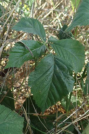 Rubus mollis \ Weiche Haselblatt-Brombeere / Soft Bramble, D Sachsenheim-H&auml;fnerhaslach 11.9.2019