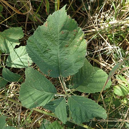 Rubus mollis \ Weiche Haselblatt-Brombeere / Soft Bramble, D Sachsenheim-H&auml;fnerhaslach 11.9.2019