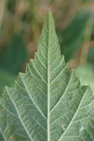 Rubus mollis \ Weiche Haselblatt-Brombeere / Soft Bramble, D Sachsenheim-H&auml;fnerhaslach 11.9.2019