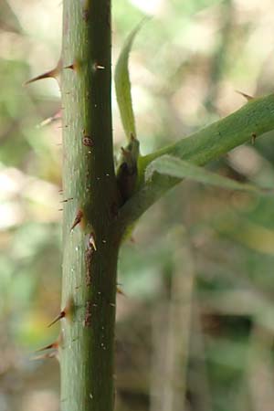 Rubus mollis \ Weiche Haselblatt-Brombeere / Soft Bramble, D Sachsenheim-H&auml;fnerhaslach 11.9.2019
