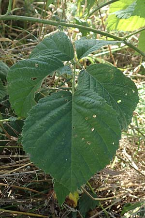 Rubus mollis \ Weiche Haselblatt-Brombeere / Soft Bramble, D Sachsenheim-H&auml;fnerhaslach 11.9.2019