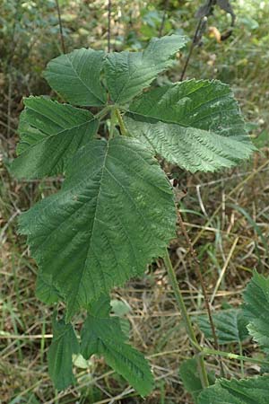 Rubus mollis \ Weiche Haselblatt-Brombeere / Soft Bramble, D Sachsenheim-H&auml;fnerhaslach 11.9.2019
