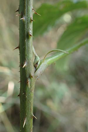 Rubus mollis \ Weiche Haselblatt-Brombeere / Soft Bramble, D Sachsenheim-H&auml;fnerhaslach 11.9.2019
