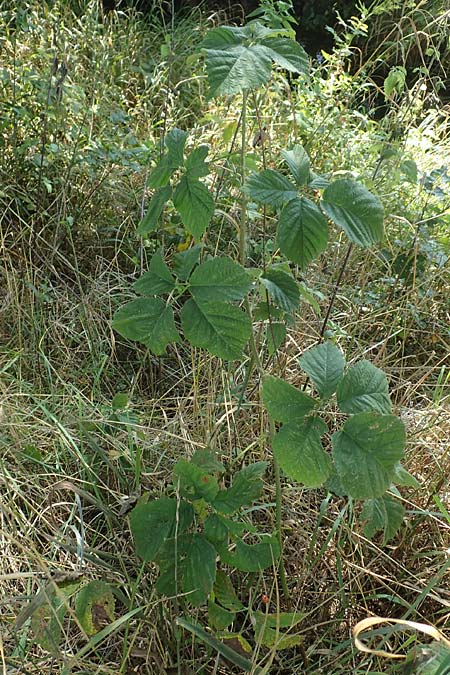 Rubus mollis \ Weiche Haselblatt-Brombeere / Soft Bramble, D Sachsenheim-H&auml;fnerhaslach 11.9.2019