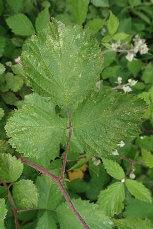 Rubus spec9 ? \ Haselblatt-Brombeere / Bramble, D Salm&uuml;nster M&uuml;hlwiese 20.6.2020