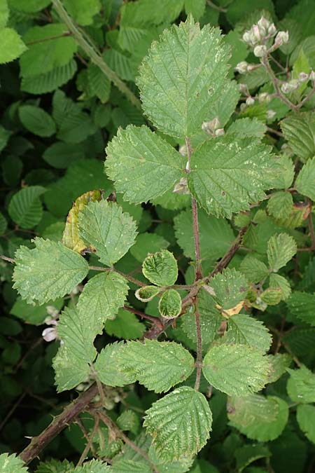 Rubus spec9 ? \ Haselblatt-Brombeere / Bramble, D Salm&uuml;nster M&uuml;hlwiese 20.6.2020