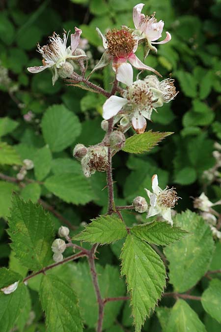 Rubus spec9 ? \ Haselblatt-Brombeere / Bramble, D Salm&uuml;nster M&uuml;hlwiese 20.6.2020