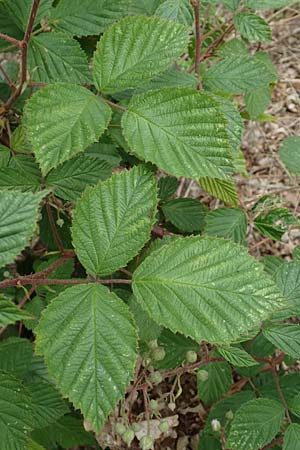 Rubus meierottii \ Meierotts Haselblatt-Brombeere / Meierott's Bramble, D Greifenstein-Holzhausen 22.6.2020