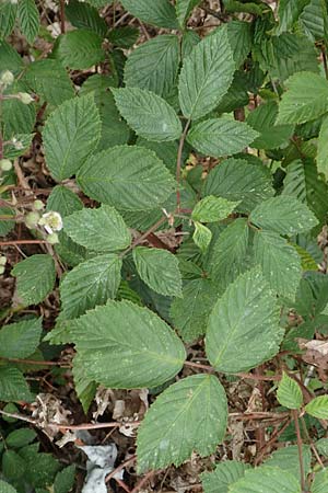 Rubus meierottii \ Meierotts Haselblatt-Brombeere / Meierott's Bramble, D Greifenstein-Holzhausen 22.6.2020