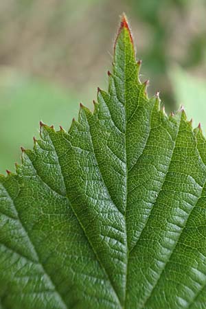 Rubus meierottii \ Meierotts Haselblatt-Brombeere / Meierott's Bramble, D Greifenstein-Holzhausen 22.6.2020