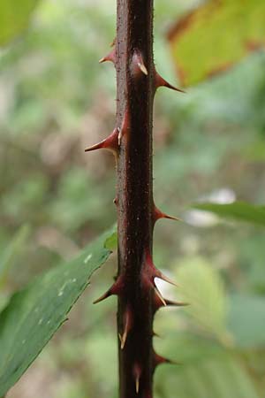 Rubus meierottii \ Meierotts Haselblatt-Brombeere / Meierott's Bramble, D Greifenstein-Holzhausen 22.6.2020