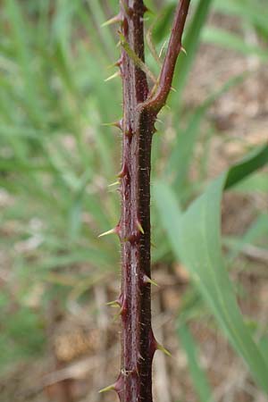 Rubus meierottii \ Meierotts Haselblatt-Brombeere / Meierott's Bramble, D Greifenstein-Holzhausen 22.6.2020