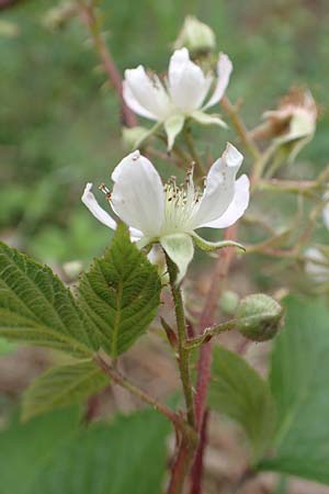 Rubus meierottii \ Meierotts Haselblatt-Brombeere / Meierott's Bramble, D Greifenstein-Holzhausen 22.6.2020