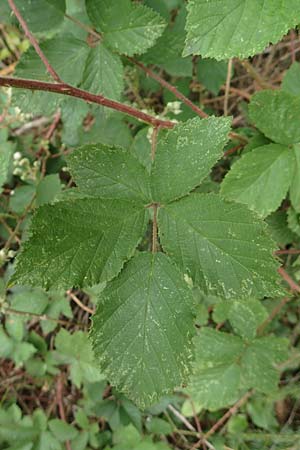 Rubus meierottii \ Meierotts Haselblatt-Brombeere / Meierott's Bramble, D Greifenstein-Holzhausen 22.6.2020