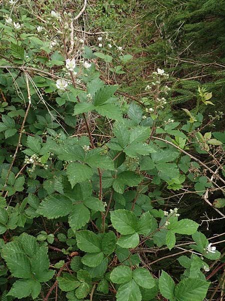 Rubus meierottii \ Meierotts Haselblatt-Brombeere / Meierott's Bramble, D Greifenstein-Holzhausen 22.6.2020