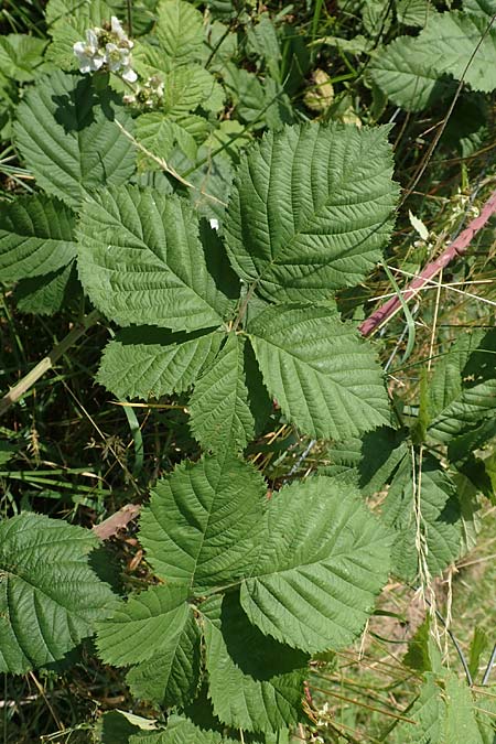 Rubus moerlenbach \ M&ouml;rlenbacher Haselblatt-Brombeere / Moerlenbach Bramble, D Odenwald, Weyher 14.7.2020